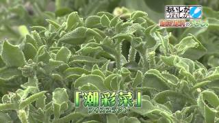 草津市の潮彩菜（7月6日放送）