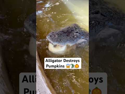 Alligators Destroy Pumpkins 😱🐊🎃#shorts #alligator