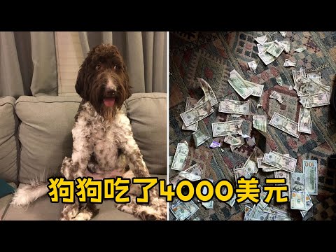 狗狗吃了4000美元 主人只好清洗粪便中的碎纸币 | 趣闻集锦