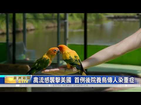 禽流感襲擊美國 路易斯安那首例 後院養鳥傳人染重症