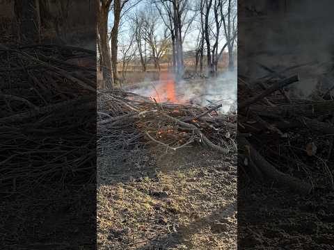 Burning brush piles #shortsvideo #fire