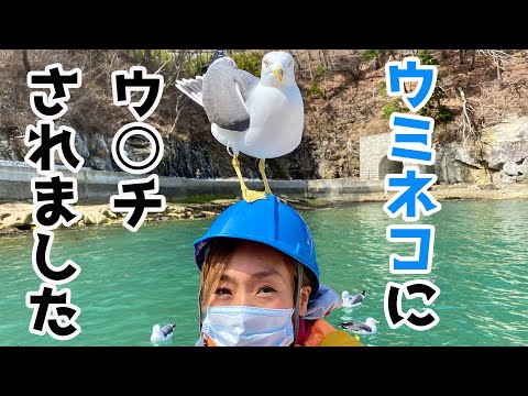 【青の洞窟】ウミネコに、ウ○チされました。岩手県宮古市で海を満喫してきた！　車中泊　キャンピングカーの旅#5