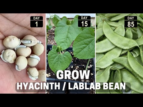 Growing Hyacinth/lablab bean from seed