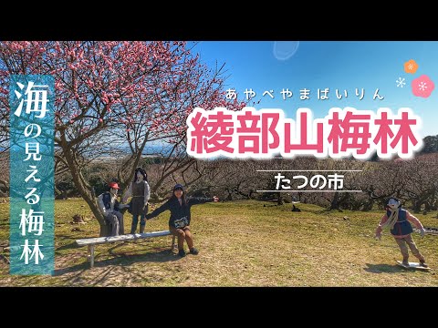 【2024年は3月20日まで開催中】綾部山梅林イベントの詳細やルートを紹介します！【兵庫県たつの市】