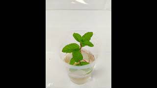 How To Grow Mint Without Soil in Water | How to Grow Pudina or Mint at Home#shorts