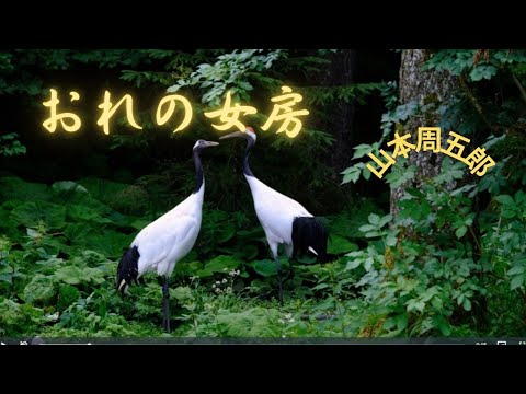 【朗読】おれの女房   山本周五郎作　朗読　芳井素直