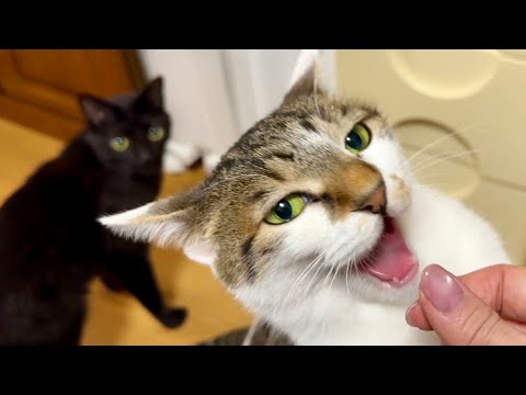 おやつを美味しそうに食べる姿が可愛い猫のこーちゃん