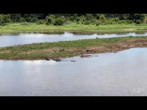 Hippo sighting on safari Kruger National Park