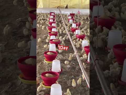 1 Day chicks #hiphop#poultry #chickenfarming #trendingvideo #chicken#chickenfarmingbusiness