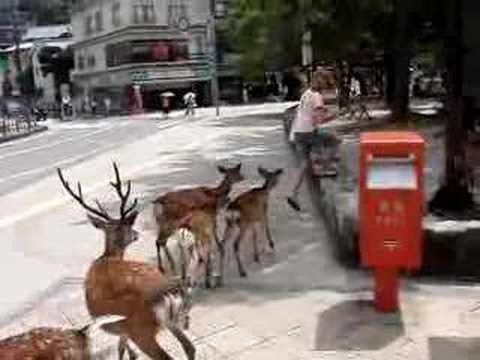 Elizabeth and Dad in Japan #2 - When Deer Attack