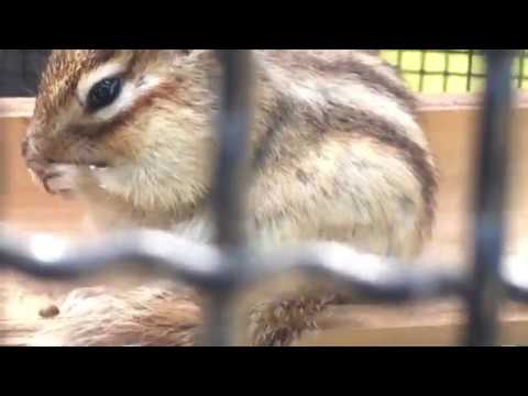 町田リス園 Machida Squirrel Park