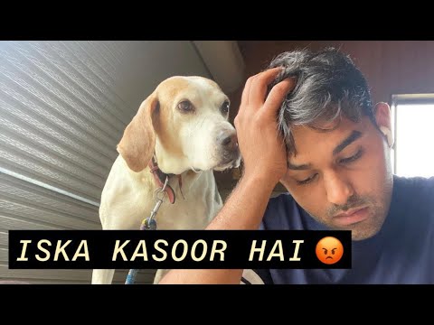 Mere dogs mujhe sone nhi dete 🤦🏻‍♂️