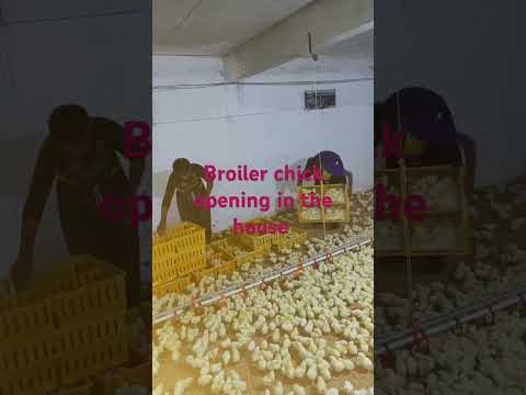 Broiler chicks #poultryfarmbusinessplan #desimurgifarmbusiness #murgifarm