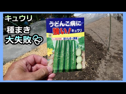 【キュウリ 種まき大失敗！】暖かくなったので蒔いたけど 家庭菜園31年目