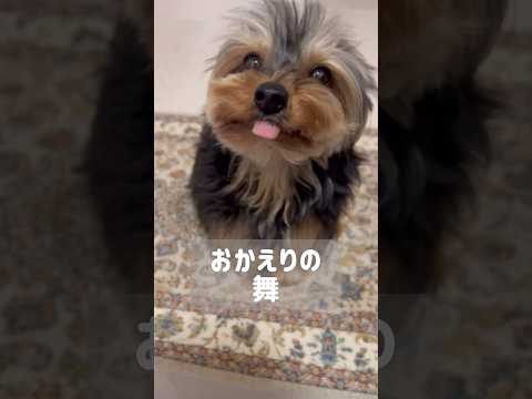 くるくる歓迎してくれるかわいいヨーキー#shorts #フクのキロクチャンネル #ヨークシャーテリア #yorkie