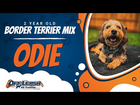 Border Terrier Mix, 2 Year Old, Odie | Best Dog Trainers Northern VA | Off Leash K9