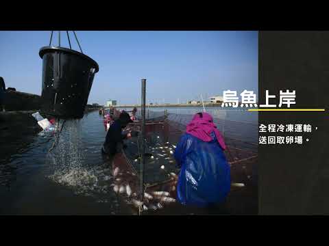 烏金來襲-烏魚子季開跑_Coastline海岸鮮物-烏魚子來啦