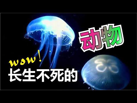 地球上极端生命大揭秘，灯塔水母能够长生不死！