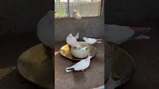 #kabootar #pigeonlover #pigeonvlog #petsminivlog #fancypigeon