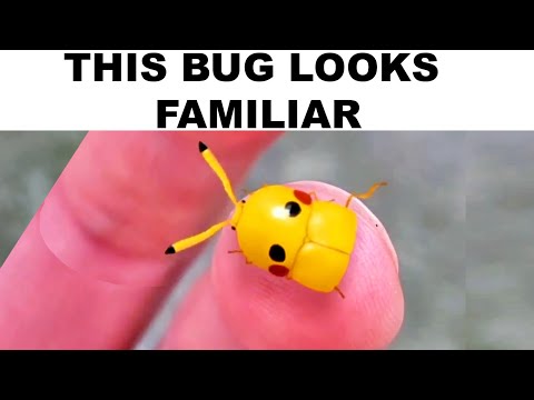 Cool Things You've Never Seen Before