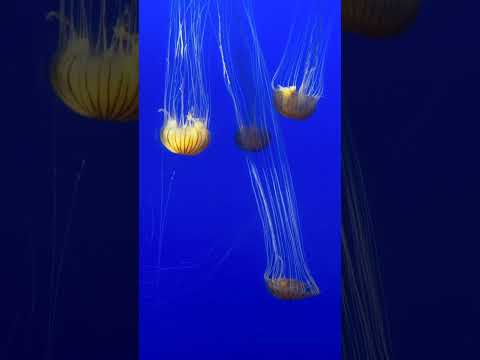 🪼Beautiful JELLYFISH | 🗽NY AQUARIUM #shorts #aquarium #jellyfish #nyc #newyork #nyclife #walkingnyc