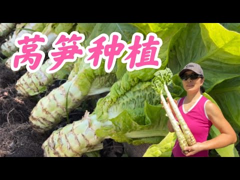 莴笋种植最佳时间，莴笋移栽，怎样种出又粗又长的莴笋。观看字幕请点击CC。