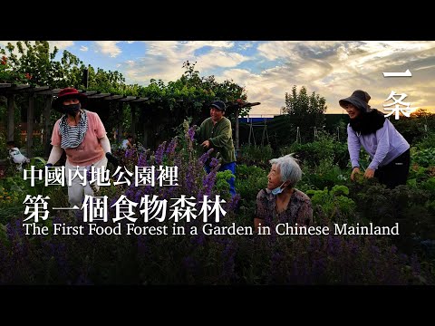 他們在天津市中心開闢700㎡，一起插秧、種地 They Create a 700-m2 Food Forest in Downtown Tianjin and Grow Food Together