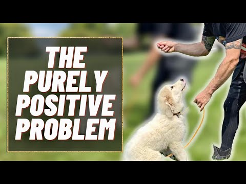 The Problem With Purely Positive Dog Training + Live Q&A!