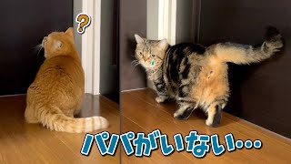 パパがいないのに部屋から出てくるのを待ってる猫たちが健気すぎた！