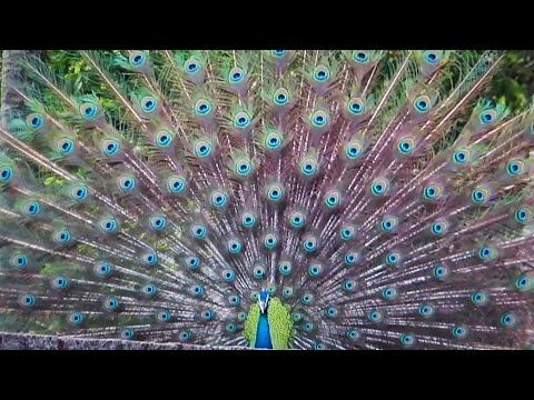 Peacock Dance Display - Peacocks Opening Feathers & Bird Sound 🦚 #peacock #peacockdance #birdsounds