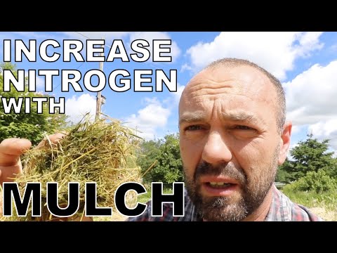 Permaculture gardening: Increase nitrogen in soil with mulch