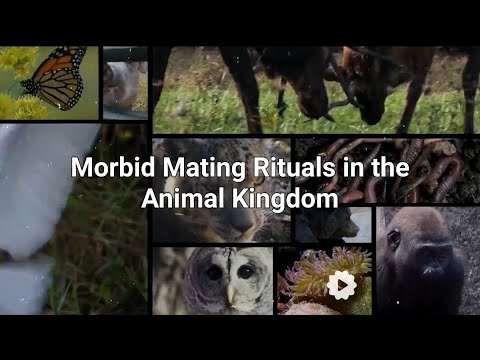 Bizarre Mating Rituals: Extreme Animal Reproduction Facts You Won't Believe