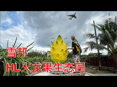 K184集: 雪邦 HL火龙果生态园 HL Dragon Fruit Eco Farm, Sepang