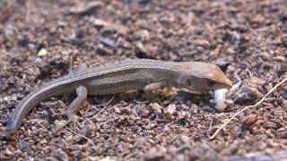 初めての食事に大興奮のカナヘビの赤ちゃん