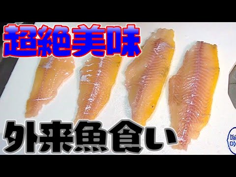 美味いと噂の外来魚を食してみた！これなら外来魚を駆除できるじゃん！