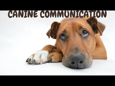 Canine Communication