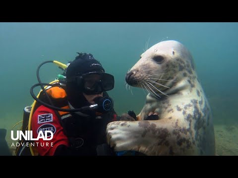 Swimming With Wild Seals For 20 Years 🦭