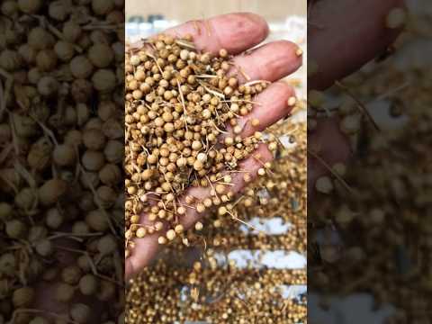 How to Harvest coriander / cilantro seeds #hairloom #seedsaving #coriander #cilantro #shorts