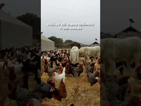 Pastured hens farm | great pyrenees #greatpyrenees #farm