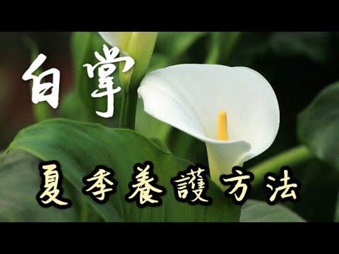 【天天小花農】白掌夏季旺盛期用這種方法養護，葉繁葉盛，花朵擠滿盆