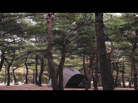 海边松林自驾露营，夜深后遭遇大暴雪，白色覆盖了一切。