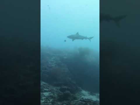 Swimming with shark #maldives #scubadiving #shark #scared #djiaction4 #travel