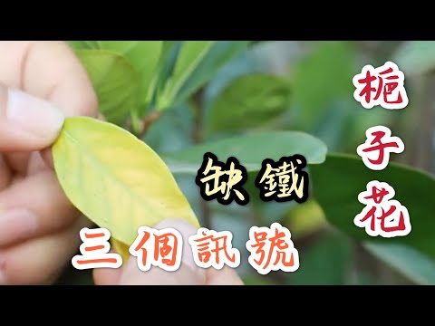 【天天小花農】梔子花，出現缺鐵性病徵，有3個訊號，你看懂了嗎？