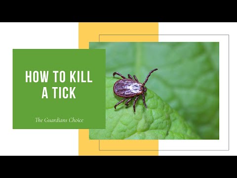 3 Ways to Kill a Tick The Right Way | The Guardians Choice