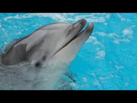 Secrets of the Sea: Uncovering Dolphin Mysteries