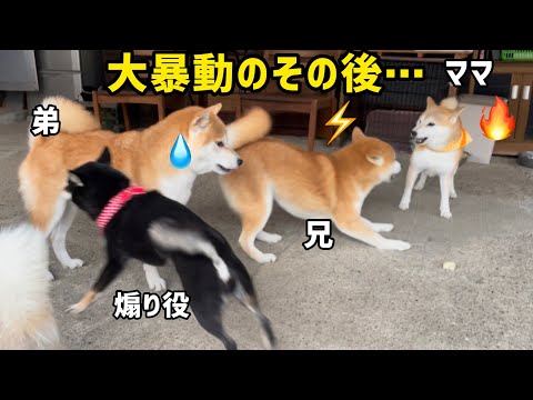 家族を巻き込んで暴走する柴犬最強ママがさらに天然不思議ちゃん過ぎてかわいい