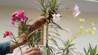 Get different colored flowers to same oleander plant (Telugu)