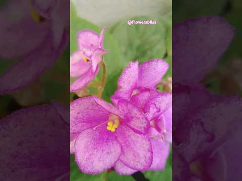 Most beautiful flowers #shorts #flowers #pinkflowers #naturalflowers