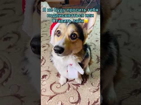 СМЕШНЫЕ ЖИВОТНЫЕ | ПРОСТО ДЛЯ ХОРОШЕГО НАСТРОЕНИЯ ❤️