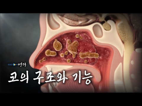 [명의 의학백과📖] 코의 구조와 기능